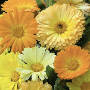 A vibrant bouquet of yellow and orange daisies.